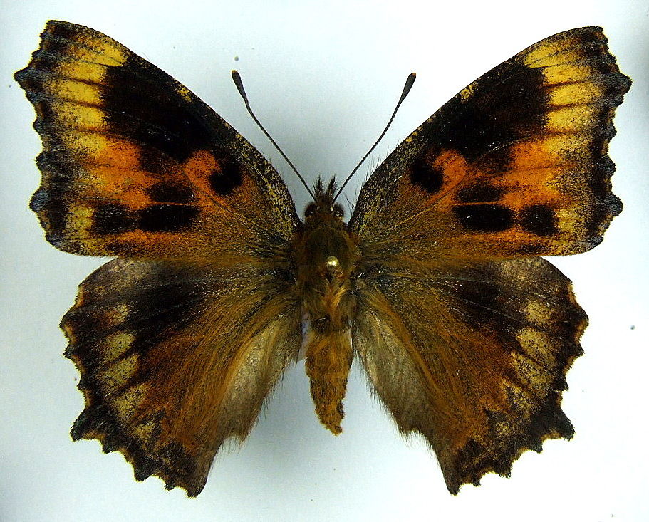 Nymphalis polychloros (aberrant 1) (Internet Image property of respective owner, non-commercial use only)